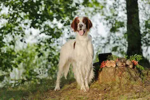Irish Red and White Setter